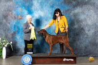 Redbone Coonhound #5 Mon G3 Judge Gloria Kerr
