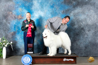 Samoyed #5 Mon G2 Judge Carolyn Herbel