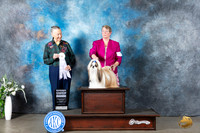 Shih Tzu #5 Mon G4 Judge Carolyn Herbel