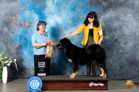 Tibetan Mastiff #J600 Mon BJr Judge Cynthia Hutt