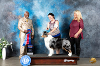 Australian Shepherd #27 Mon RBIS Judge Eugene Blake