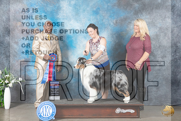 Australian Shepherd #27 Mon RBIS Judge Eugene Blake_JP_3054_Lubbock2023_HR3