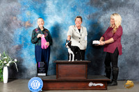Boston Terrier #7 Mon OHG1 Judge Carolyn Herbel