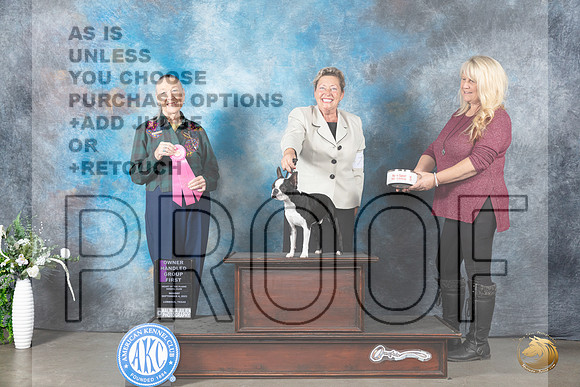 Boston Terrier #7 Mon OHG1 Judge Carolyn Herbel_JP_3088_Lubbock2023_HR3