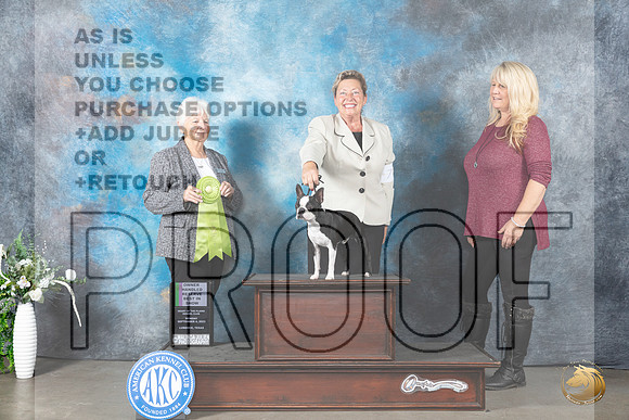 Boston Terrier #7 Mon OHRBIS Judge Gloria Kerr_JP_3095_Lubbock2023_HR3