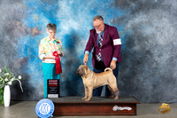 Chinese Shar Pei #6 Mon G2 Judge Donna Buxton