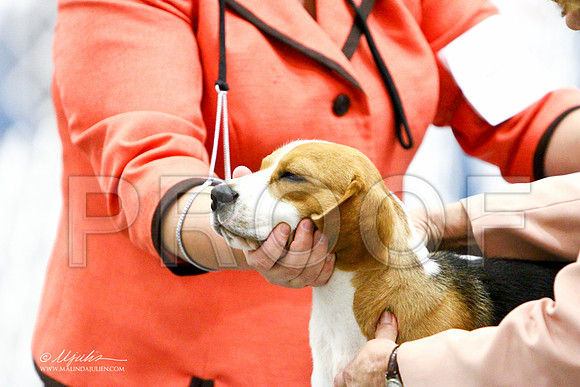 Beagle-3168LR
