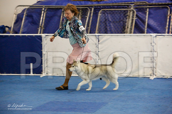 _M3_8932-AddisonHuskyMar2015-HR3