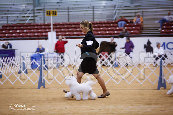 Bichon-4197-GRJan14-HR
