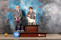 French Bulldog #16 THUR WB OHBOB Major Judge Joe Walton