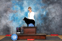 Schipperke #7 OHG1 Judge Beth Downey