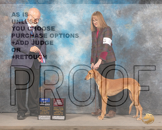 Saluki #6 Sun BOWOHBOW Judge Gary AndersenMMJ_5158_Mdlnd2022_HR3