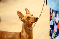 Cirneco dell'Etna Sat Ring
