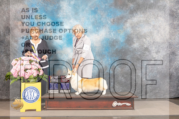 Pembroke Welsh Corgi #6 THUR BOB OHBOB Major Judge Polly Smith_MJ_4445_Houston_2022_HR3