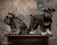 Schnauzer Sat Linda Gantz