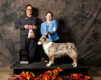 Australian Shepherd Sat S1 Best Jr Anneka Dahle
