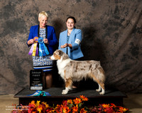 Australian Shepherd Sat S1 G1 Anneka Dahle