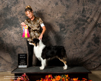 Australian Shepherd Sat S1 Tracy Marek