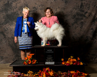 Amercian Eskimo Sat S2 BOW New Ch Debbie Mitchell