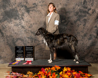 Silken Windhound Sat S2 G2 BOB Donna Murphy