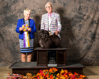 Havanese Sat S2 BIS Harold Kohlman