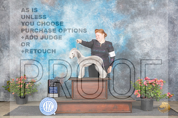 Bedlington Terrier #8 Sat BPIS Judge Wendy G Willhauck__JP_4780_San Antonio_2024_HR3