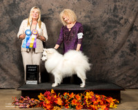 American Eskimo Sun S2 Susan De La Paz