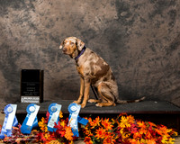 Catahoula Leopard Dog Sun Melba Wooldridge 1