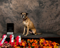 Catahoula Leopard Dog Sun Melba Wooldridge 2