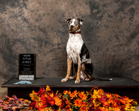 Catahoula Leopard Dog Sun Melba Wooldridge 3