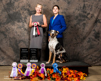 Catahoula Leopard Dog Sun Melba Wooldridge 4