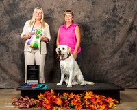 Labrador Retriever Sun S2 Cricket Dietert