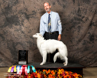 Silken Windhound Sun S2 BOB New Ch Kent Jones