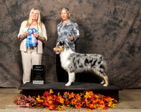 Australian Shepherd Sun S2 Marcy West
