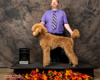Poodle Sun S2 Misty Frye