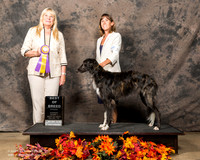 Silken Windhound Sun S2 BOB Donna Murphy