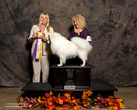 American Eskimo Sun S2 BIS Susan De La Paz