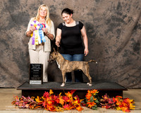 Bull Terrier Sun S2 Lisa Pixley