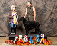 Curly Coated Retriever Sat S2 BIS Stephanie Ayers