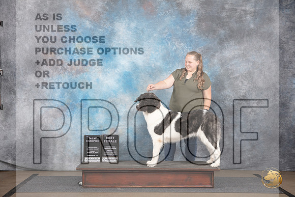 Pyrenean Mastiff #245 Fri BF NCh Judge Malinda Julien__JP_2359_LongviewTX_2024_HR3