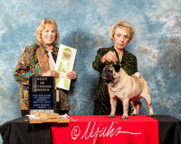 Pug #115 Mon Best Vet in Sweeps Grueninger Karen Meg Graham Betty Murray Judge Alicia Kahler