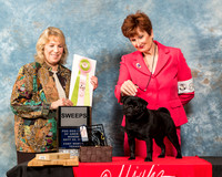 Pug #88 Best Jr Grand Sweeps Rose Carla Jeanne  Judge Alicia Kahler