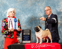 Pug #99 Mon RWD Foley Todd Allison Walaithip Praphasirisulee Judge Jan N Paulik