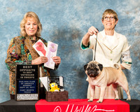 Pugs #182 Mon BOS Vet in Sweeps Fischer Ashley BL Judge Alicia Kahler