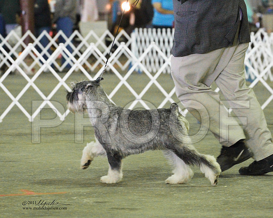 Standard Schnauzer - 0003-3