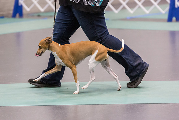 Italian Greyhound Sat Ring_JJL_0810_UKCLNGVIEWOCT2024_2024_HR3