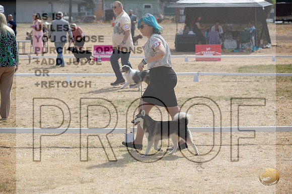 Ringside Longview WA 2024 Alaska Klee Kai #352_JJL_3550_Longview WA_2024_HR3