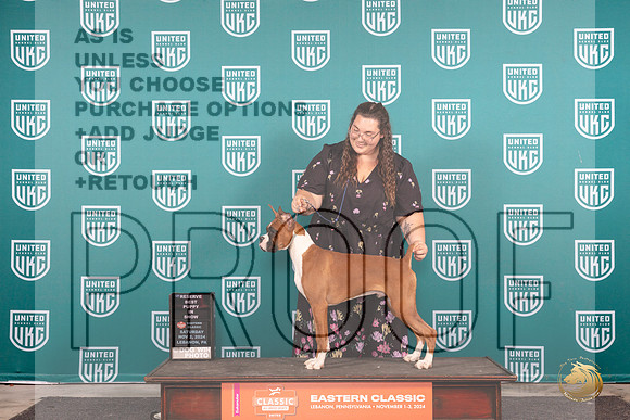 Boxer # Sat RBPIS Judge William Chrazanowski__JP_2114_UKCEastern_2024_HR3