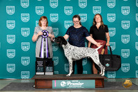 German Shorthaired Pointer #772 Sat ARBIS Judge Lori Sargent