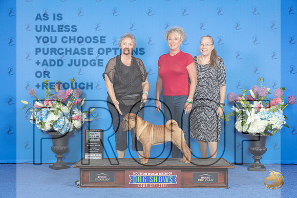 Chinese Shar Pei #12 SUN BISP Judge Prudence Hlatky__JP_0499_Houston_2024_HR3